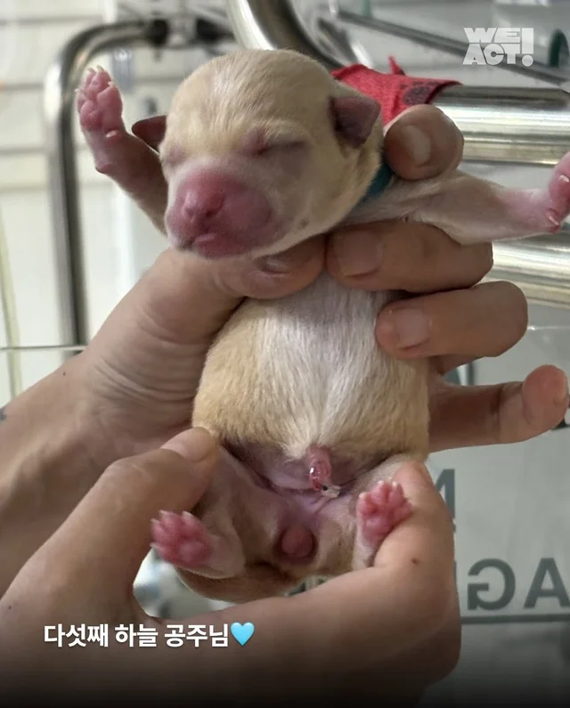 차가운 세상에 핀, 일곱 송이의 온기(화성시보호소-위.. 현장 사진