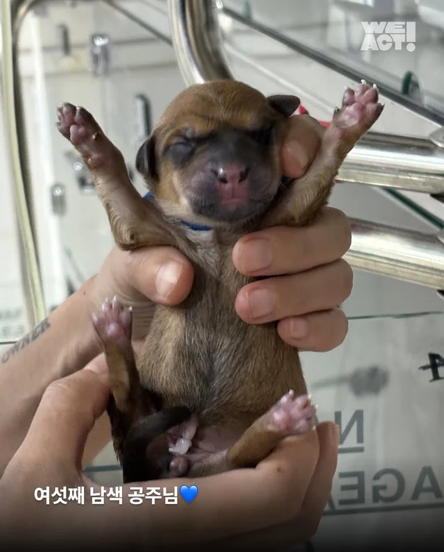 차가운 세상에 핀, 일곱 송이의 온기(화성시보호소-위.. 현장 사진