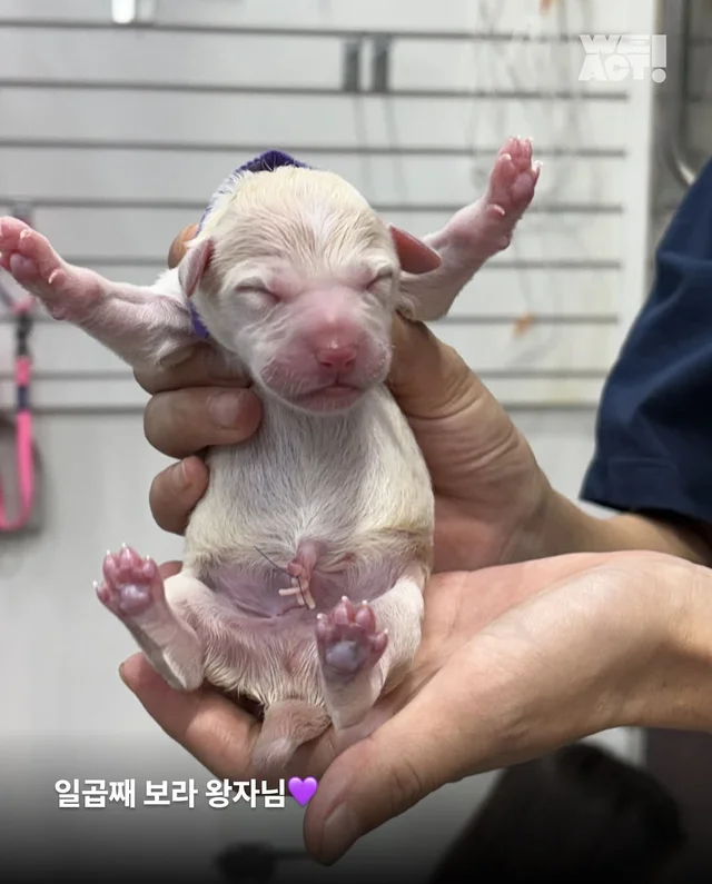 차가운 세상에 핀, 일곱 송이의 온기(화성시보호소-위.. 현장 사진