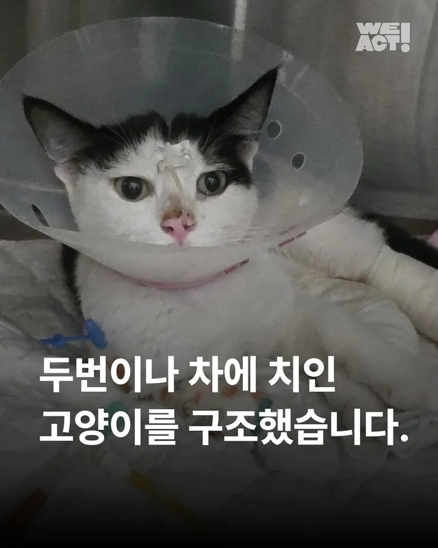 두 번이나 차에 치인 고양이를 살리고 싶어요 현장 사진