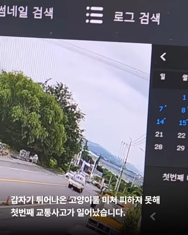 두 번이나 차에 치인 고양이를 살리고 싶어요 현장 사진