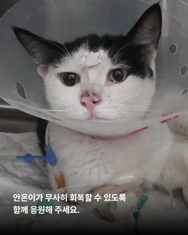 두 번이나 차에 치인 고양이를 살리고 싶어요 현장 사진