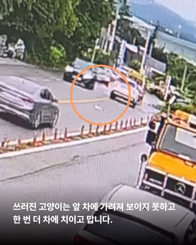 두 번이나 차에 치인 고양이를 살리고 싶어요 현장 사진