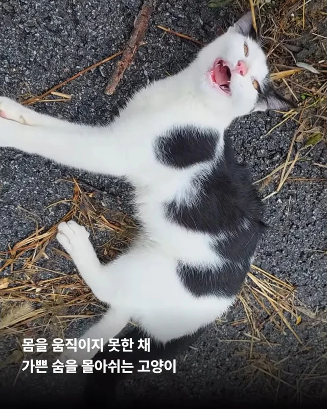 두 번이나 차에 치인 고양이를 살리고 싶어요 현장 사진