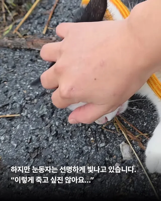 두 번이나 차에 치인 고양이를 살리고 싶어요 현장 사진