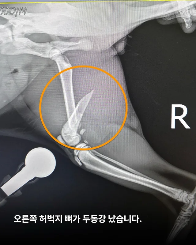 두 번이나 차에 치인 고양이를 살리고 싶어요 현장 사진