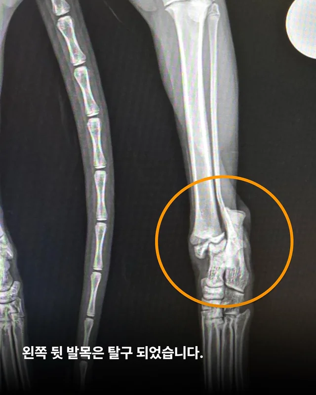 두 번이나 차에 치인 고양이를 살리고 싶어요 현장 사진