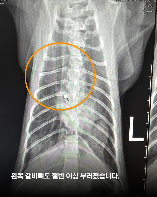 두 번이나 차에 치인 고양이를 살리고 싶어요 현장 사진