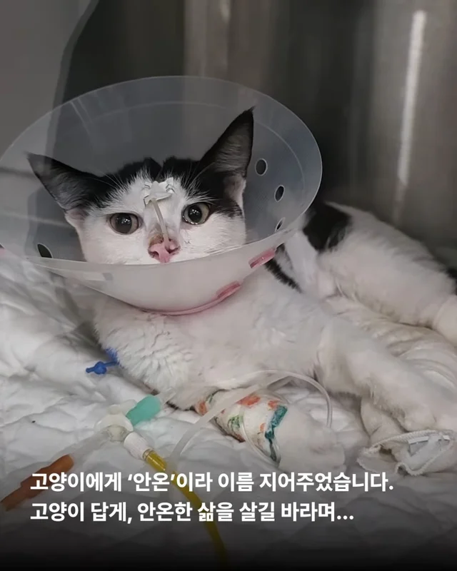 두 번이나 차에 치인 고양이를 살리고 싶어요 현장 사진