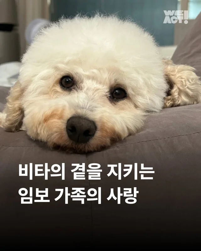 비타의 곁을 지키는 임보 가족의 사랑 #위액트비타 현장 사진