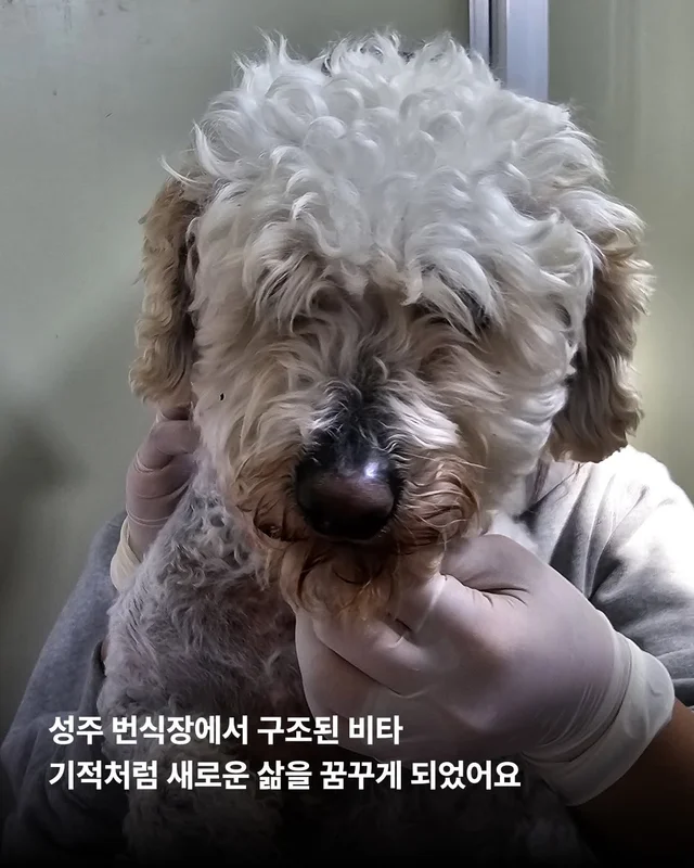 비타의 곁을 지키는 임보 가족의 사랑 #위액트비타 현장 사진
