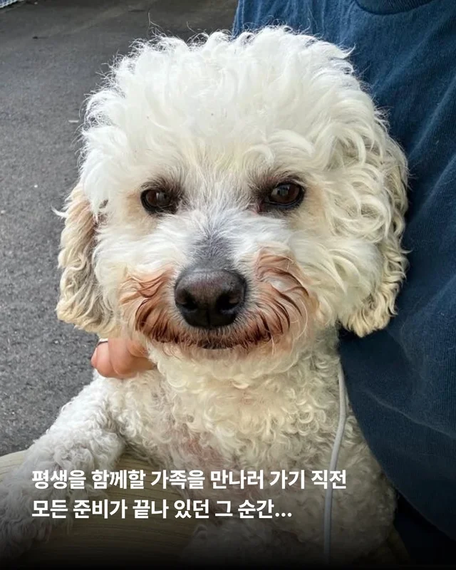비타의 곁을 지키는 임보 가족의 사랑 #위액트비타 현장 사진