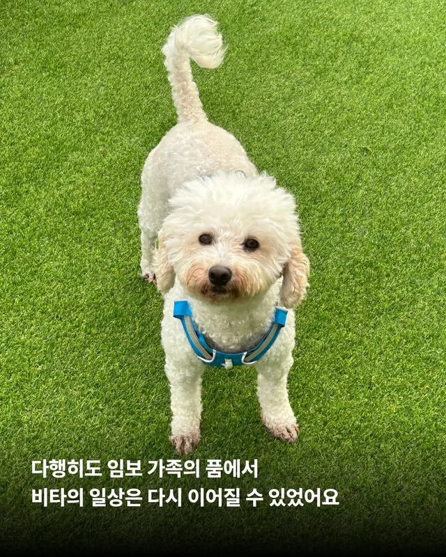 비타의 곁을 지키는 임보 가족의 사랑 #위액트비타 현장 사진