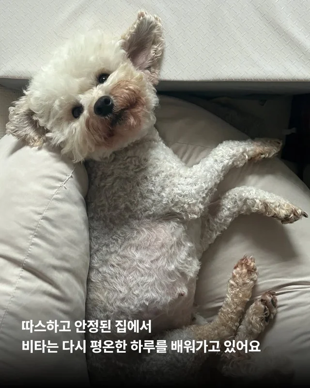 비타의 곁을 지키는 임보 가족의 사랑 #위액트비타 현장 사진