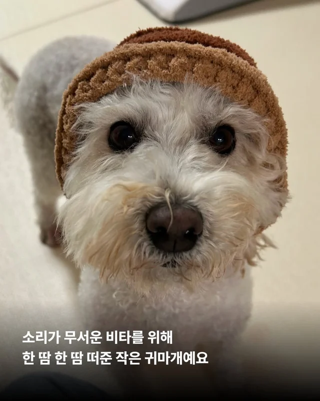 비타의 곁을 지키는 임보 가족의 사랑 #위액트비타 현장 사진