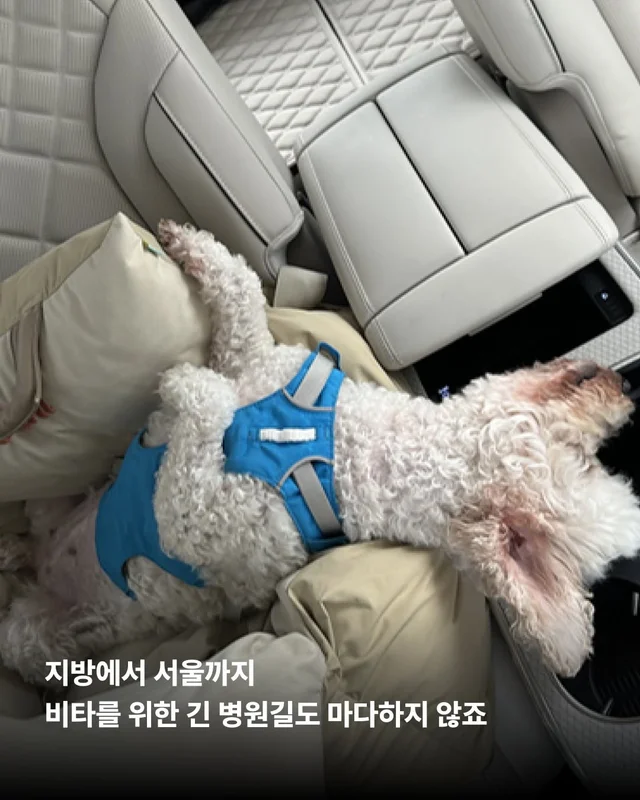 비타의 곁을 지키는 임보 가족의 사랑 #위액트비타 현장 사진