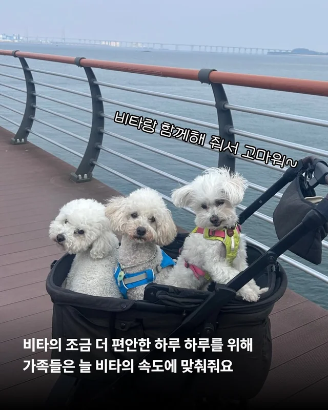 비타의 곁을 지키는 임보 가족의 사랑 #위액트비타 현장 사진