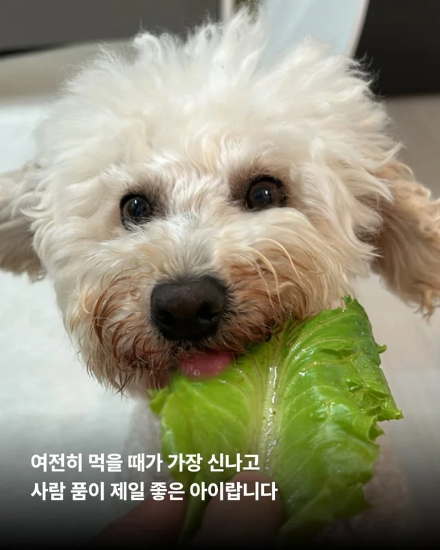 비타의 곁을 지키는 임보 가족의 사랑 #위액트비타 현장 사진