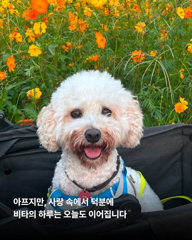비타의 곁을 지키는 임보 가족의 사랑 #위액트비타 현장 사진