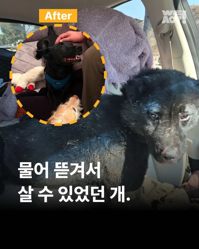 물어 뜯겨서 살 수 있었던 개 현장 사진