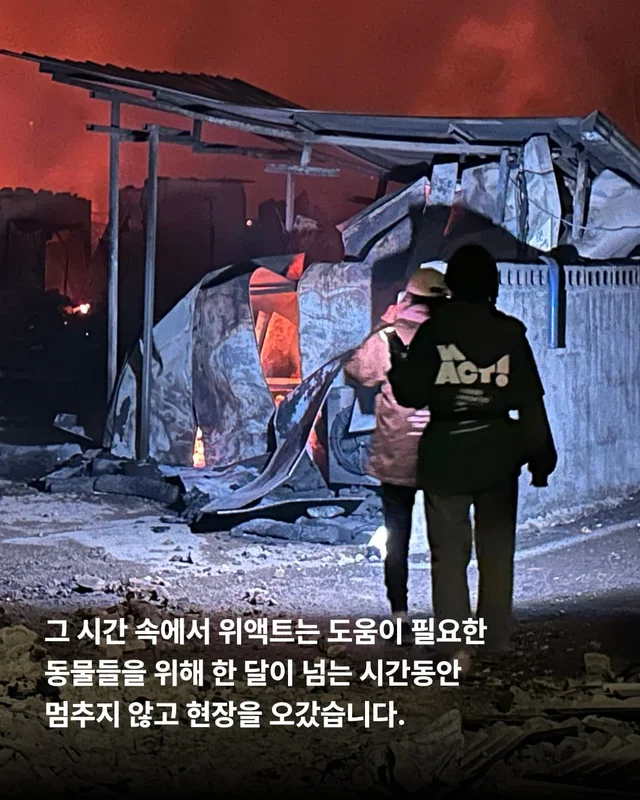 물어 뜯겨서 살 수 있었던 개 현장 사진