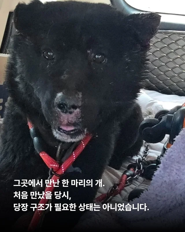 물어 뜯겨서 살 수 있었던 개 현장 사진