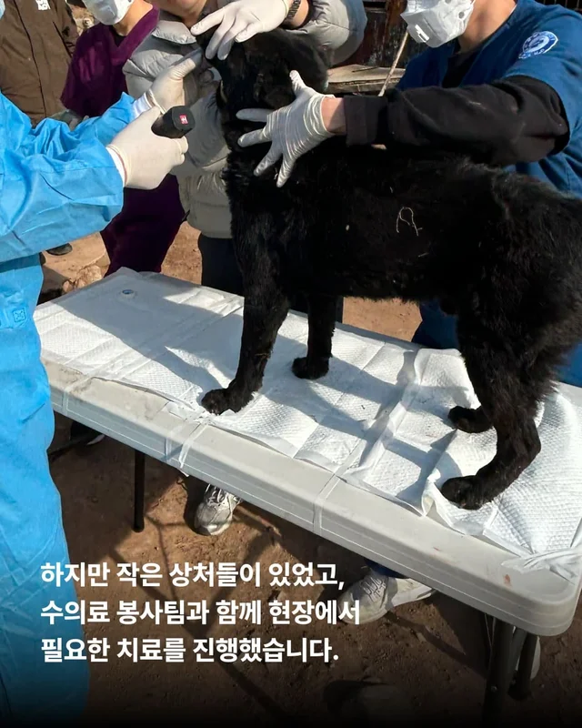 물어 뜯겨서 살 수 있었던 개 현장 사진