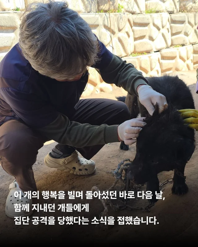 물어 뜯겨서 살 수 있었던 개 현장 사진