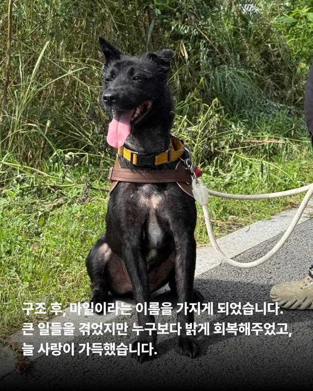 물어 뜯겨서 살 수 있었던 개 현장 사진