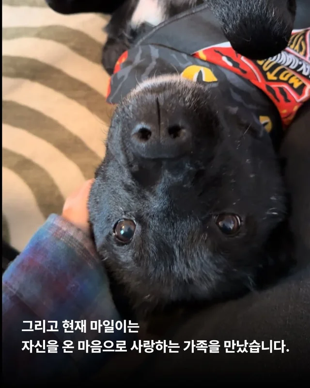 물어 뜯겨서 살 수 있었던 개 현장 사진