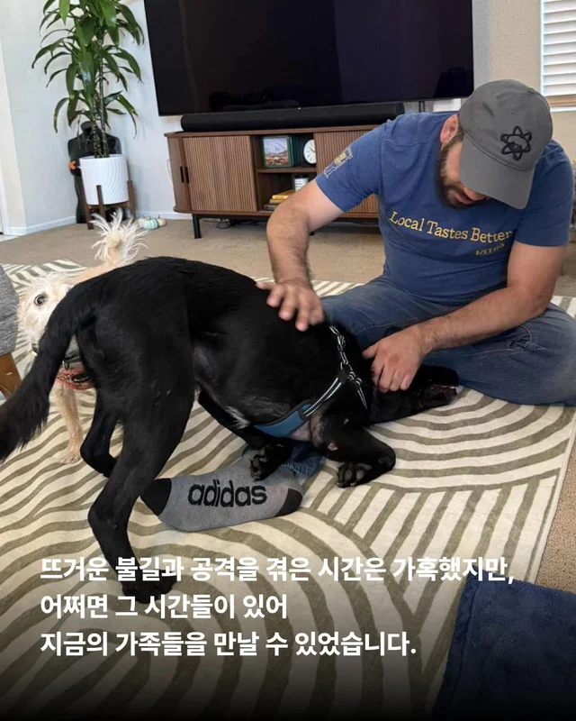 물어 뜯겨서 살 수 있었던 개 현장 사진