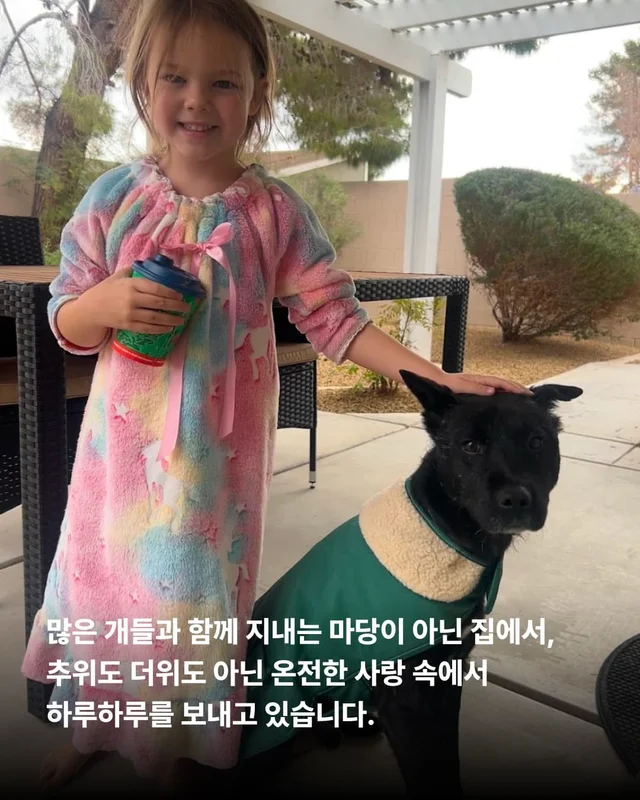 물어 뜯겨서 살 수 있었던 개 현장 사진
