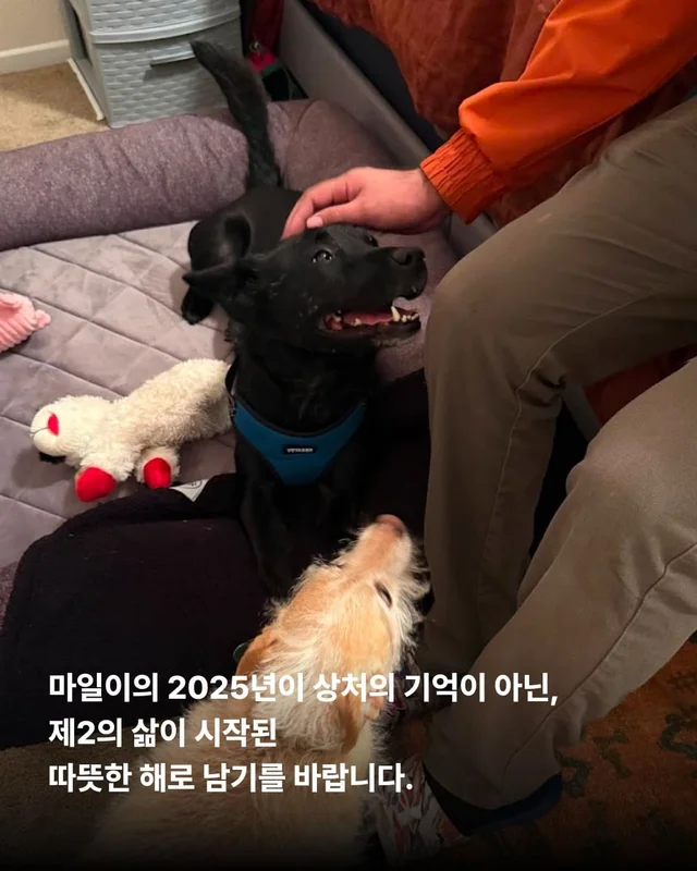 물어 뜯겨서 살 수 있었던 개 현장 사진