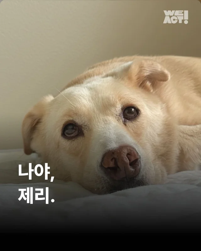 장난감을 부수고도 칭찬받는 개가 있다?! 바로 나야, .. 현장 사진