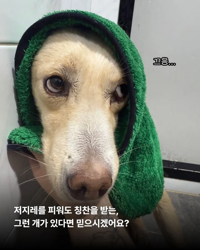 장난감을 부수고도 칭찬받는 개가 있다?! 바로 나야, .. 현장 사진
