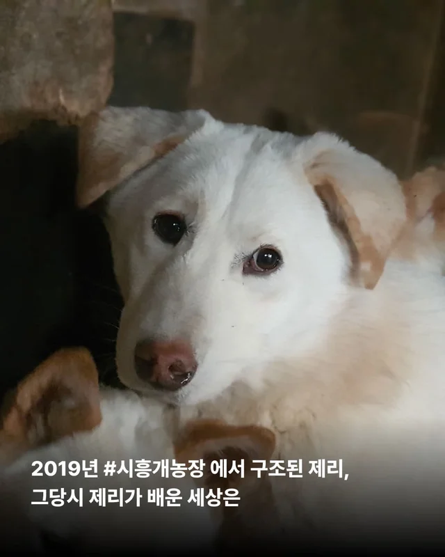 장난감을 부수고도 칭찬받는 개가 있다?! 바로 나야, .. 현장 사진