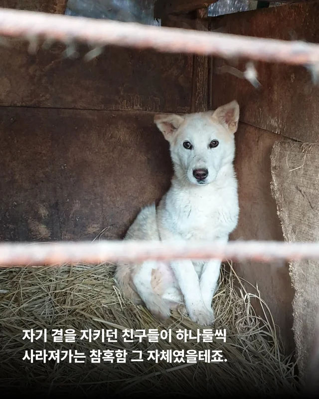 장난감을 부수고도 칭찬받는 개가 있다?! 바로 나야, .. 현장 사진