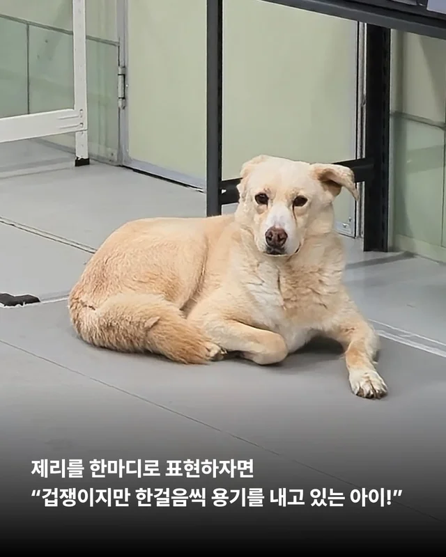 장난감을 부수고도 칭찬받는 개가 있다?! 바로 나야, .. 현장 사진