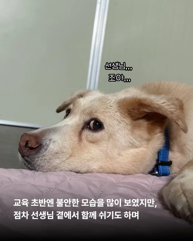 장난감을 부수고도 칭찬받는 개가 있다?! 바로 나야, .. 현장 사진