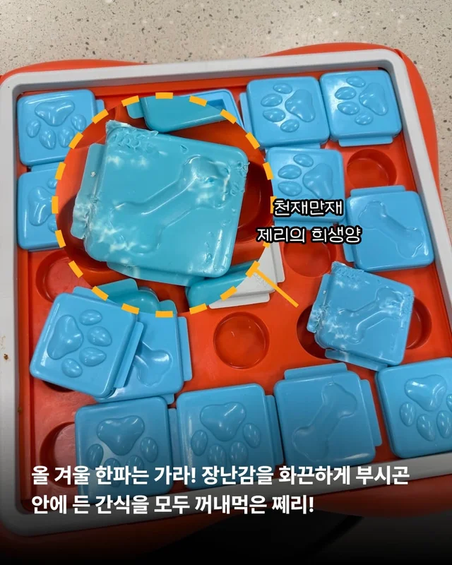 장난감을 부수고도 칭찬받는 개가 있다?! 바로 나야, .. 현장 사진