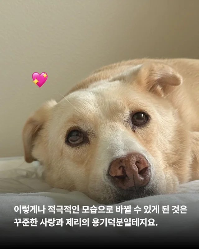 장난감을 부수고도 칭찬받는 개가 있다?! 바로 나야, .. 현장 사진