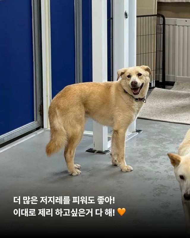 장난감을 부수고도 칭찬받는 개가 있다?! 바로 나야, .. 현장 사진