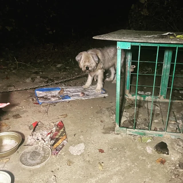 용인산속방치학대 현장 사진