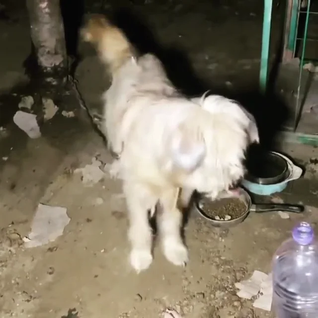 용인산속방치학대 현장 사진