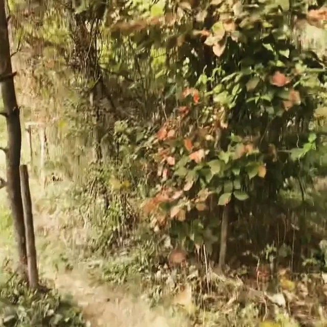 용인산속방치학대 현장 사진