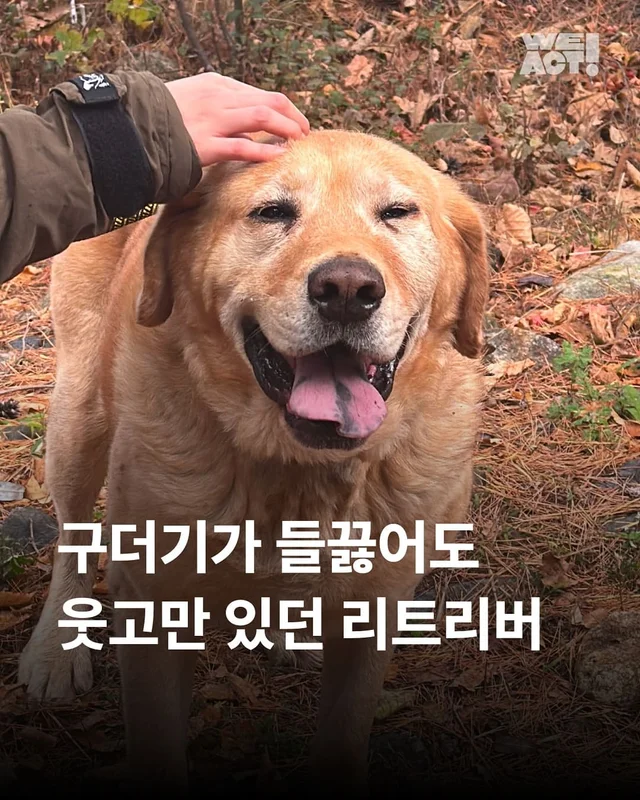 구더기가 들끓어도 웃고만 있던 바보 강아지 현장 사진