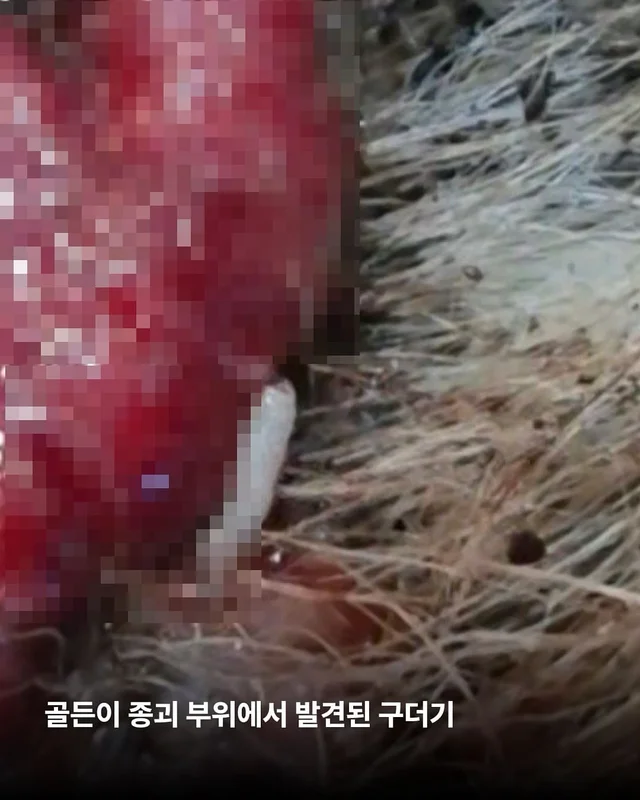 구더기가 들끓어도 웃고만 있던 바보 강아지 현장 사진