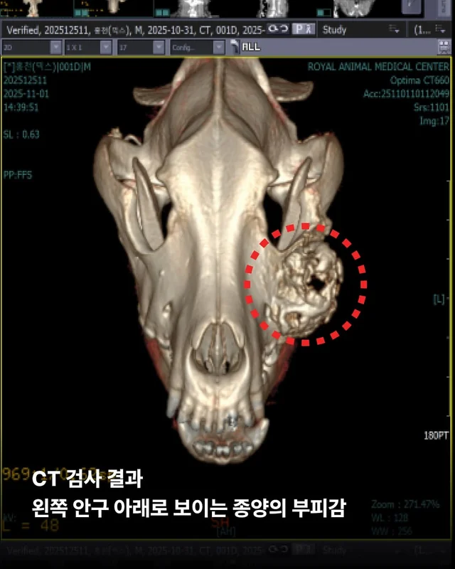 구더기가 들끓어도 웃고만 있던 바보 강아지 현장 사진