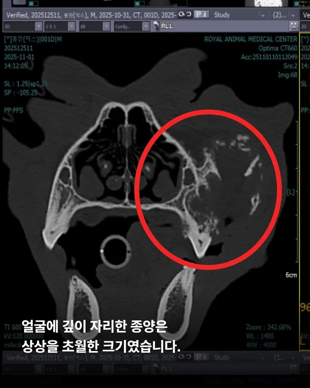 구더기가 들끓어도 웃고만 있던 바보 강아지 현장 사진
