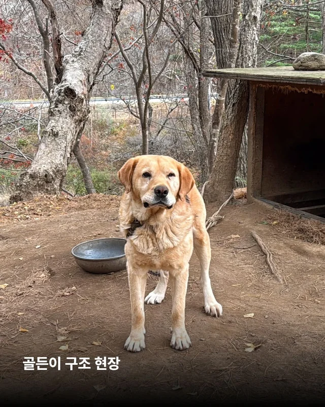 구더기가 들끓어도 웃고만 있던 바보 강아지 현장 사진